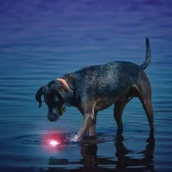 Nite Ize GlowStreak Dog Ball 13 Nite Ize GlowStreak Dog Ball -Hydro Flask Shop 066688c3 c1c1 42f4 80f4 41ab5e596648