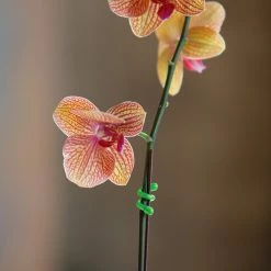 Nite Ize Gear Tie 3''- Package of 4 -Hydro Flask Shop 605fc073 f7a3 43e5 81e5 8eb350b45152