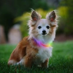 Nite Ize NiteHowl Mini Rechargeable LED Safety Necklace - Disc-O Select 18 Nite Ize NiteHowl Mini Rechargeable LED Safety Necklace - Disc-O Select -Hydro Flask Shop f292d247 ab8f 4d8a ba82 d410b0f63381