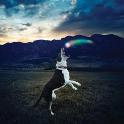 Nite Ize GlowStreak Dog Ball 15 Nite Ize GlowStreak Dog Ball -Hydro Flask Shop feac10a1 ce6f 4d8d b738 05dacb5620c3